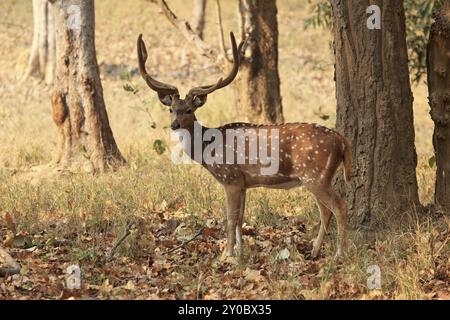 Cerf Axis dans le parc national de Kanha en Inde Banque D'Images