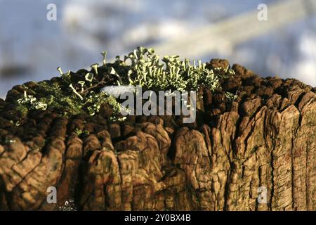 Cladonia fimbriata en hiver sur un poteau de clôture Banque D'Images