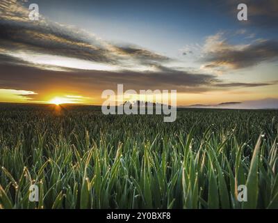 Un lever de soleil tôt le matin au printemps, le jeune grain est mouillé de rosée et le soleil pousse lentement à travers les nuages Banque D'Images