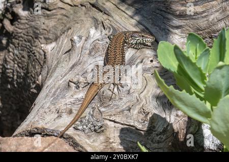 Gros plan d'un lézard. Brun beau lézard sur un fond de bois macro photographie. Lézard assis sur un arbre Banque D'Images