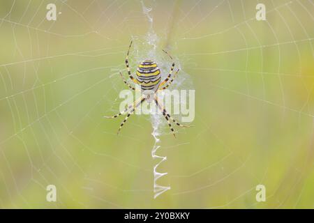 Araignée guêpe (Argiope bruennichi), également connue sous le nom d'araignée zébrée ou araignée tigre dans une toile, réserve naturelle Aschendorfer Obermoor, Wildes Moor, Emsland, Low Banque D'Images