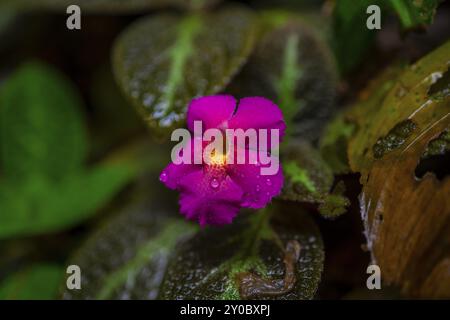 Fleur rose, Détails dans la jungle, végétation dense, Parc National de Tortuguero, Costa Rica, Amérique centrale Banque D'Images