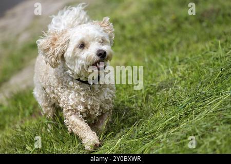 Un chien humide de race mixte, Havanese, Canodle mix, monte une pente dans un pré vert Banque D'Images