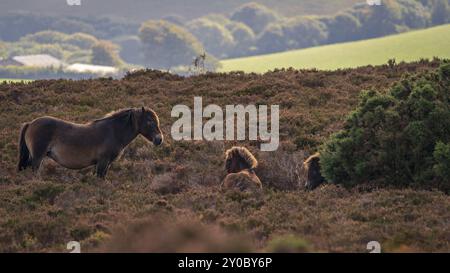 Exmoor poneys sauvages, vu sur Porlock Hill dans le Somerset, England, UK Banque D'Images