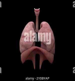Rendu 3D des poumons humains Banque D'Images