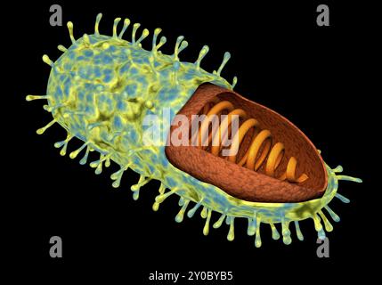 Image conceptuelle du virus rabique Banque D'Images