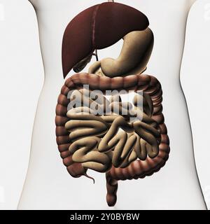 Illustration médicale montrant le système digestif humain : foie, estomac, gros intestin, intestin grêle Banque D'Images