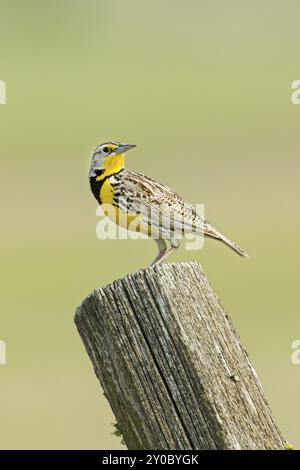 Un beau meadowlark de l'ouest est perché sur un poteau de clôture en bois dans l'est de Washington Banque D'Images