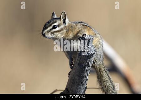 Un mignon petit chipmunk est sur une branche au refuge faunique Turnbull à Cheney, Washington Banque D'Images