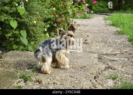 Yorkshire terrier lors d'une promenade dans une nature Banque D'Images