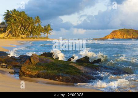 Un beau paysage tropical de vagues s'écrasant sur une roche couverte de mousse, des palmiers et une île juste au large des eaux agitées de Mirissa, Sri Lanka, A Banque D'Images