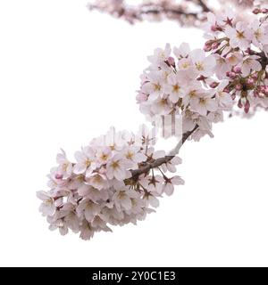 Printemps fleur de cerisier Sakura flower isolated on white background with clipping path Banque D'Images