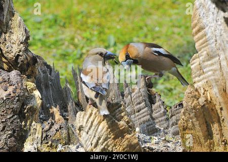 Couple Hawfinch à la recherche de nourriture. Hawfinch assis sur un tronc Banque D'Images
