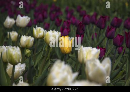 Une tulipe jaune parmi les tulipes blanches et violettes Banque D'Images