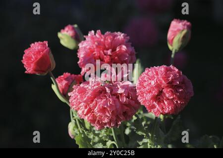 Coquelicot en rose Banque D'Images