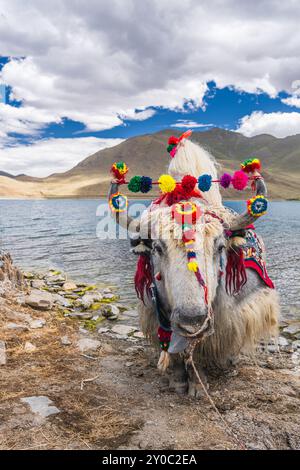 Yak blanc debout sur le bord du lac de Namtso, Tibet, Chine, gros plan Banque D'Images