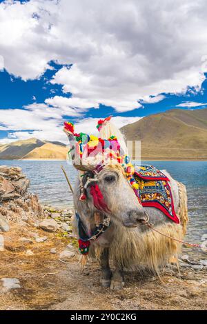 Yak tibétain blanc décoré au lac Yamdrok au Tibet, Chine. Ciel bleu avec espace de copie Banque D'Images