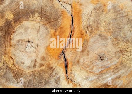 Texture de section transversale en bois avec des marques de tronçonneuse et une fissure, fond abstrait, Banque D'Images