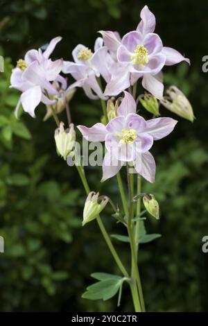 L'ancolie (Aquilegia vulgaris) dans le jardin Banque D'Images