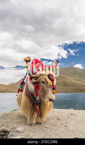 Yak tibétain blanc décoré au lac Yamdrok au Tibet, Chine, ciel nuageux avec espace copie Banque D'Images