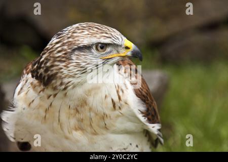 Buzzard royal à pattes rugueuses ou buzzard royal Banque D'Images