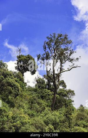 Détail de la dense forêt tropicale du Parc National d'Itatiaia à Penedo, Rio de Janeiro avec une végétation luxuriante Banque D'Images