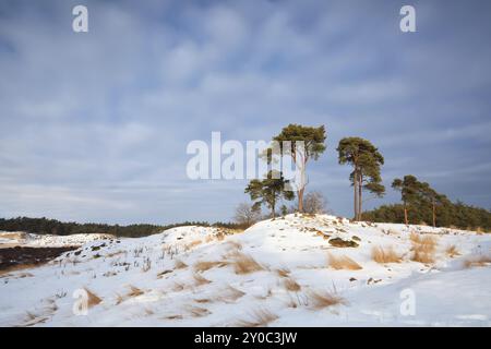 Pins sur une colline enneigée au soleil, dunes Nunspeet, pays-Bas Banque D'Images