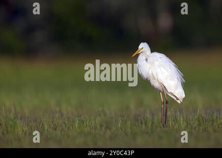 Great White Egret, (Adrea alba, Syn : Casmerodius albus, Egretta alba), Studio Banque D'Images