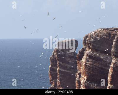 Des gannets volent devant la colonie de reproduction sur l'île de Heligoland Banque D'Images