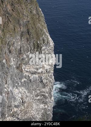 Colonie d'élevage de Gannet sur l'île aux oiseaux de Runde Banque D'Images