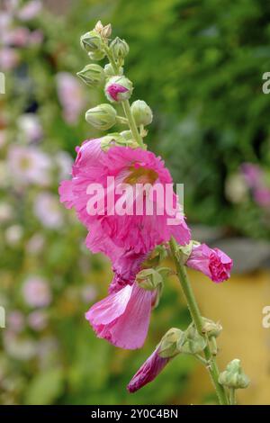 Gros plan d'une fleur rose sur un fond vert, rayonne de fraîcheur estivale et de beauté naturelle, svaneke, bornholm, mer baltique, danemark, scandinavi Banque D'Images