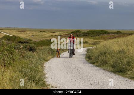 Vététiste avec son chien de traîne, chien Vizsla sur un vélo, île d'Ameland, Frise, pays-Bas Banque D'Images