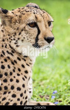 Un guépard apprivoisé sur la pelouse d'une ferme en Namibie regardant au loin Banque D'Images