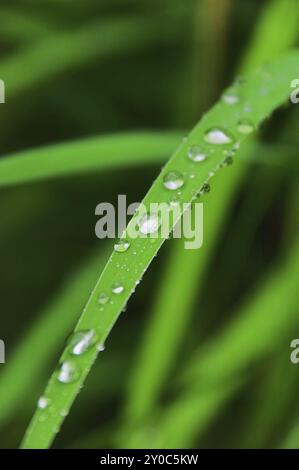 Goutte d'eau sur la feuille, goutte d'eau sur la feuille 14 Banque D'Images