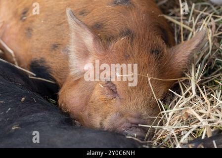 Petit porcelet brun dormant sur un lit de paille. Banque D'Images