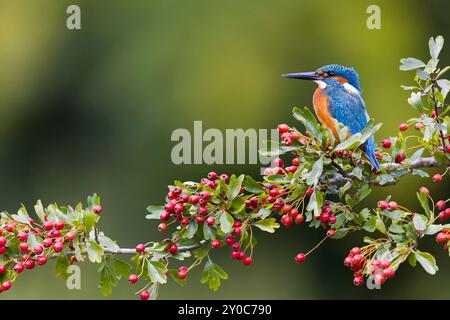 kingfisher Alcedo atthis, mâle adulte perché sur l'aubépine Crataegus monogyna, avec des baies, Suffolk, Angleterre, août Banque D'Images
