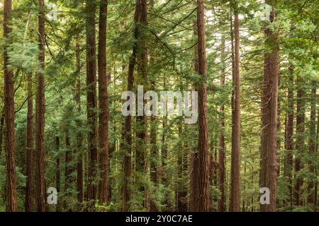 Séquoias côtiers dans le monument national de Muir Woods, Mill Valley, Californie, États-Unis. Banque D'Images