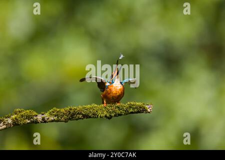 kingfisher Alcedo atthis, mâle adulte perché sur une branche moussue lançant des épinoches à trois épines Gasterosteus aculeatus, proie en bec, Suffolk, E Banque D'Images