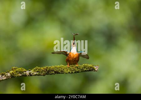 kingfisher Alcedo atthis, mâle adulte perché sur une branche moussue lançant des épinoches à trois épines Gasterosteus aculeatus, proie en bec, Suffolk, E Banque D'Images