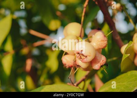 Un bouquet de fruits de pomme rose non mûr suspendu à un arbre avec un rayon de soleil naturel, fond de nature. Banque D'Images