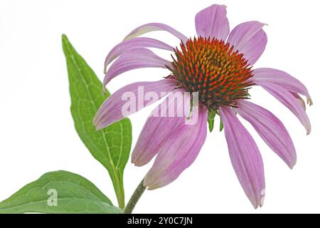 Coneflower (Echinacea) sur fond blanc Banque D'Images