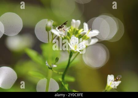 Cresson d'eau (Nasturtium officinale), également connu sous le nom de cresson, cresson d'eau dans le rétro-éclairage Banque D'Images