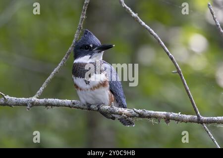 Oiseau migrateur à ceinture (Megaceryle alcyon) originaire d'Amérique du Nord. Le martin-pêcheur est souvent vu perché sur des arbres, des poteaux ou d'autres conves Banque D'Images