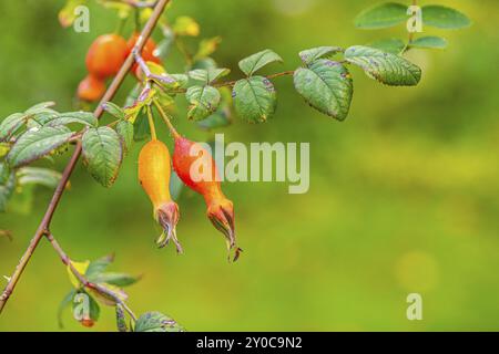 Fruits de rosa moyesii Banque D'Images