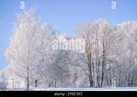 Paysage d'hiver avec des bouleaux glacés et enneigés sur un terrain enneigé. Paysage givré à Noël Banque D'Images