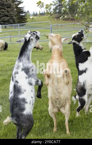 Les chèvres se tiennent debout sur les pattes arrière pour manger les feuilles d'un petit arbre dans le nord de l'Idaho Banque D'Images