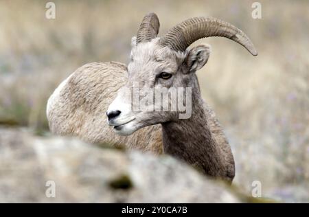 Un gros plan d'un mouton bighorn près de Thompson Falls, Montana Banque D'Images