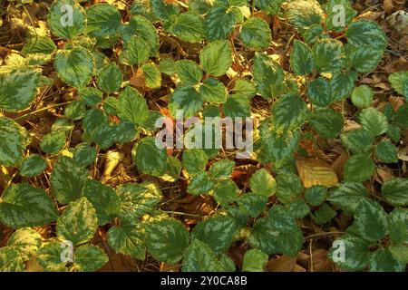 Museau jaune (Lamium galeobdolon), feuilles sur le sol de la forêt d'automne dans la lumière chaude Banque D'Images