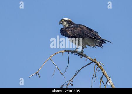 Un balbuzard est perché sur une branche par temps clair à la recherche de poissons près du lac Hayden dans le nord de l'Idaho, États-Unis, Amérique du Nord Banque D'Images