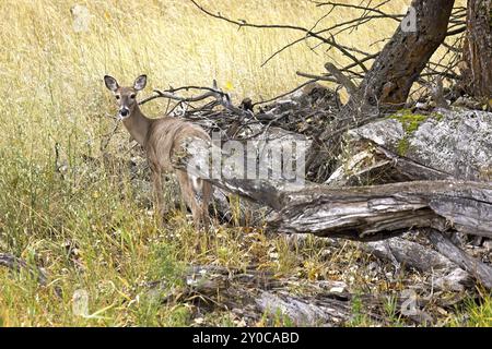 Une femelle cerf de Virginie se trouve près d'un groupe d'arbres au refuge faunique Kootenai dans le nord de l'Idaho Banque D'Images